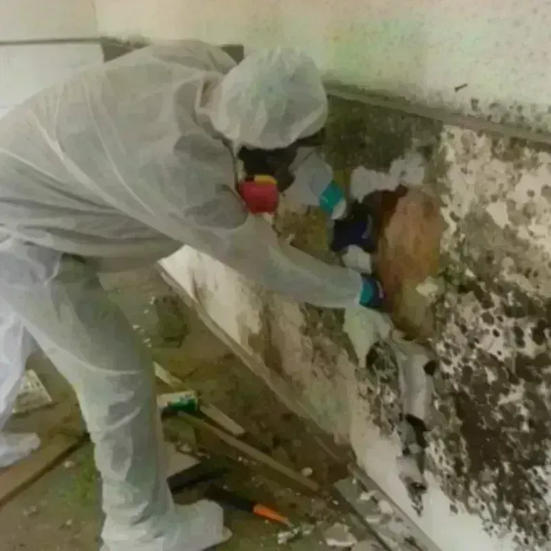 Mold Remediation and Removal in Lakeland, FL